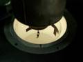 The-Drosophila-Fligh