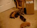 kittens