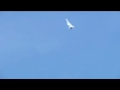 Hobby Lobby Sukhoi su 34 2.4 spektrum crash