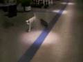 Giga Skateboard 6 Month old.flv