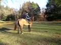 Harry riding Mason 2