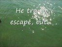 Fish fly in Redington Shores