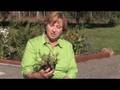 videos de Growing Herbs : How to Grow Thyme