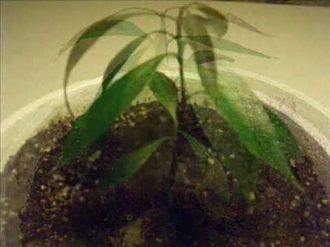 how to grow mango from seed