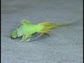 unbelievable bird plays basketball, golf, plays dead and other tricks.