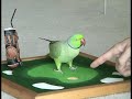 AAA Basketball Golf Sports Bird Tricks AAA Basketball Golf Sports Bird Tricks