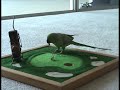 unbelievable bird plays basketball, golf, plays dead and other tricks.