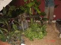 Laxmi Illam Indoor Garden