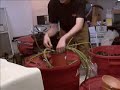 How to pot spiny and skinny cacti.