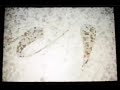 VJ Arties: 8mm compilation VJ Arties: 8mm compilation