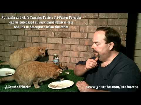 remineralizes - Cat Health, Naturally: Day Two - Treating Ear Yeast Infection, S01/Ep02. In this webisode I discuss and demonstrate two natural products I am using to treat ...