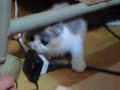 cotton 4