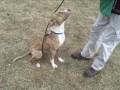 anton 6982353 Boulder Humane Society Adopt
