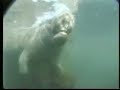 Florida Manatee Florida Manatee