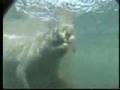 Florida Manatee