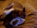 videos de Pick on someone your own size