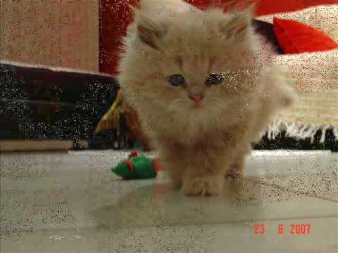 O gato, Juscelino Kubitschek