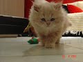 O gato, Juscelino Kubitschek
