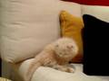 O gato, Juscelino Kubitschek