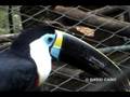 Channel-billed Toucan, (Ramphastos vitellinus culminatus)