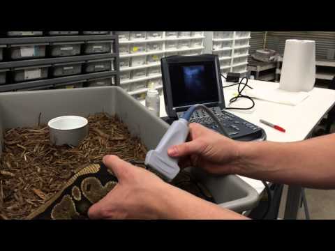 YouTube reptile video