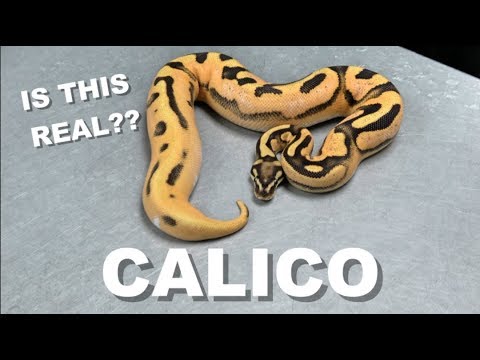 YouTube reptile video