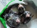 korelavíce na http://www.rucnedokrmenipapousci.wbs.czKakadu cockatoo žako kongo Congo amazoňan amazona agapornis alexandr malý Alexander small velký the great čínský Chinese pink ara aratinga sun zlatý gold Barnard collar Eklektus Eclectus mníšek šedý Quaker Parrot blue Nandej Neoféma parrot papoušek Nestor kea korelka korela cockatiel korely andulka budgerigar andulky Budgerigars Pyrura Kakariki rosela Yellow Rosella Eastern lutino lutin Pennant Mutation