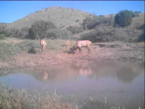 3,913 acres Dusty, NM