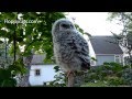 Barred Owlet on the Ground and Parent Feeding It - ねこ - ラグドール - Floppycats