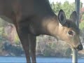 doe-and-fawn.html