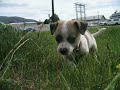 Lucky the puppy 3