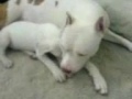 Dogo Argentino video