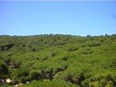 LA PINEDA DE PALS DES DE BOSMAR