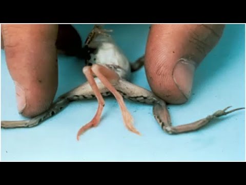 How radiation has damaged plants and animals: Chernobyl and Fukushima | nuclear-news How radiation has damaged plants and animals: Chernobyl and Fukushima | nuclear-news