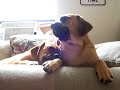 Puggles Nacho and Boots Talking Puggles Nacho and Boots Talking
