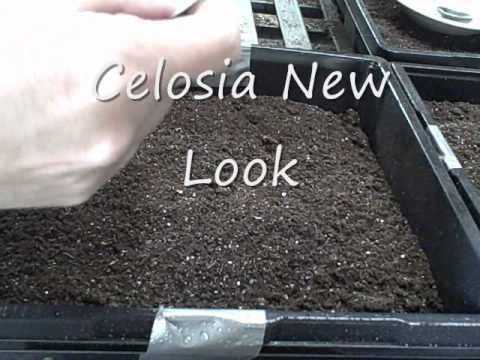 how to transplant lobelia