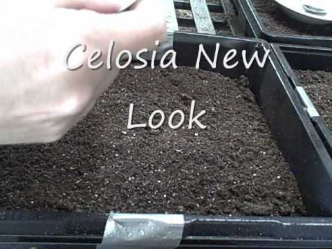 how to harvest celosia seeds