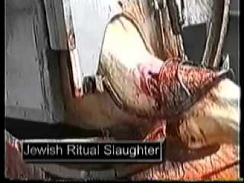 woman slaughte woman kill animal ring