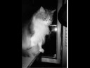 Children, Pets & Babies Part One