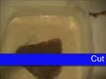 Guide on feeding fry microworms