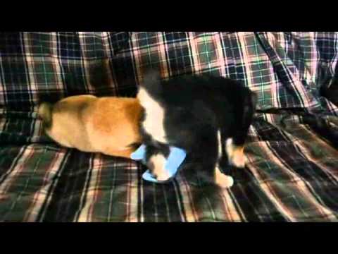 Yumi & Her Sister Playing