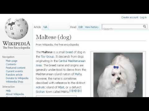 how to whiten maltese hair
