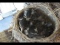 bébé oiseaux