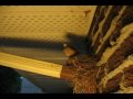 bébé oiseaux