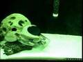 Octopus egg hatching. Octopus opening a jar.