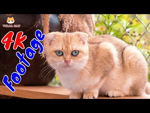 Những Cảnh Quay Đẹp Chất Lượng 4K Về Hoàng Thượng Mèo Tập 20