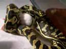 fluffy-the-snake-slowly-grabs-rat-then-eats.html