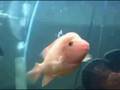 Midas Cichlid