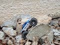 Losi Mini Rock Crawler , My Back yard, PA