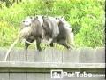 A Mothers Balancing Act - PetTube.com